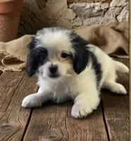 Mayo, a male Shihpoo for sale in Lancaster, MO – 1 of 3