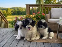 Cash, a male Shihpoo for sale in Lancaster, MO – 2 of 3