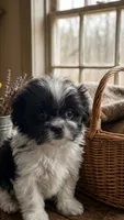 Cash, a male Shihpoo for sale in Lancaster, MO – 1 of 3