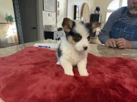 Princess 2, a female Pembroke Welsh Corgi for sale in Weatherford, TX – Photo 2 of 3