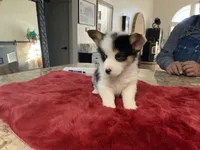 Princess 2, a female Pembroke Welsh Corgi for sale in Weatherford, TX – Photo 1 of 3