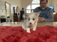 Male 3, a male Pembroke Welsh Corgi for sale in Weatherford, TX – Photo 3 of 6