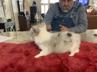 Male 3, a male Pembroke Welsh Corgi for sale in Weatherford, TX – Photo 2 of 6