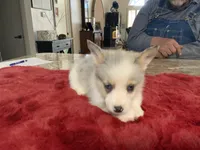 Male 3, a male Pembroke Welsh Corgi for sale in Weatherford, TX – Photo 4 of 6