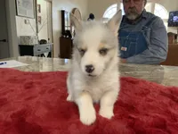 Male 3, a male Pembroke Welsh Corgi for sale in Weatherford, TX – Photo 1 of 6