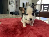 Prissy 2, a female Pembroke Welsh Corgi for sale in Weatherford, TX – Photo 1 of 4