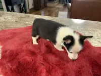 Prissy 2, a female Pembroke Welsh Corgi for sale in Weatherford, TX – Photo 4 of 4