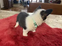 Prissy 2, a female Pembroke Welsh Corgi for sale in Weatherford, TX – Photo 2 of 4