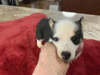 Prissy 2, a female Pembroke Welsh Corgi for sale in Weatherford, TX – Photo 3 of 4