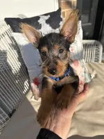 Akc Buster, a male Australian Terrier for sale in Weatherford, TX – 2 of 2
