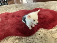 Male1, a male Pembroke Welsh Corgi for sale in Weatherford, TX – Photo 4 of 5