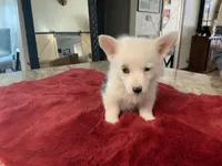 Male1, a male Pembroke Welsh Corgi for sale in Weatherford, TX – Photo 5 of 5