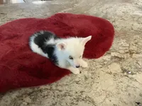 Male1, a male Pembroke Welsh Corgi for sale in Weatherford, TX – Photo 1 of 5