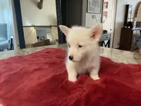 Male1, a male Pembroke Welsh Corgi for sale in Weatherford, TX – Photo 2 of 5