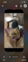 AKC Buddy, a male Australian Terrier for sale in Weatherford, TX – 2 of 3