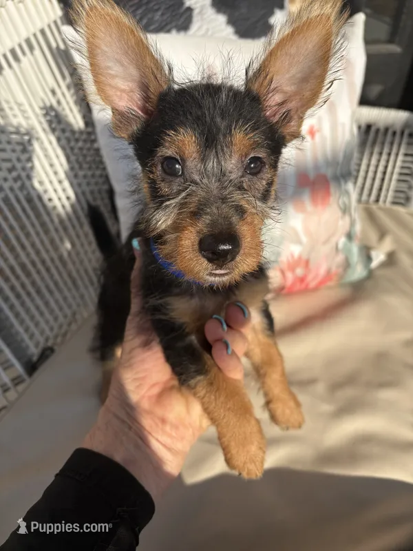 Akc Buster – Australian Terrier puppy for sale in Weatherford, TX