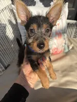 Akc Buster, a male Australian Terrier for sale in Weatherford, TX – 1 of 2