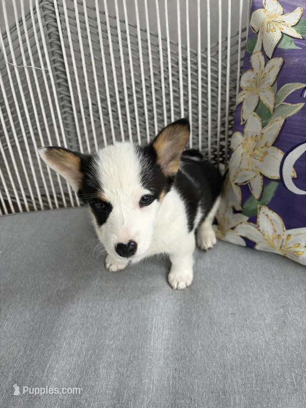 Princess 1 – Pembroke Welsh Corgi puppy for sale in Weatherford, TX