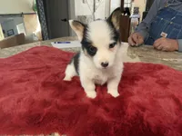 Princess 1, a female Pembroke Welsh Corgi for sale in Weatherford, TX – Photo 3 of 5