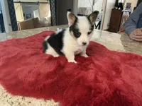 Princess 1, a female Pembroke Welsh Corgi for sale in Weatherford, TX – Photo 2 of 5