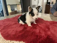 Princess 1, a female Pembroke Welsh Corgi for sale in Weatherford, TX – Photo 4 of 5