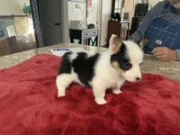 Princess 1, a female Pembroke Welsh Corgi for sale in Weatherford, TX – Photo 5 of 5