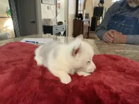 Male 2, a male Pembroke Welsh Corgi for sale in Weatherford, TX – Photo 3 of 5