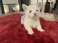 Male 2, a male Pembroke Welsh Corgi for sale in Weatherford, TX – Photo 2 of 5