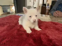 Male 2, a male Pembroke Welsh Corgi for sale in Weatherford, TX – Photo 4 of 5