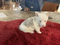 Male 2, a male Pembroke Welsh Corgi for sale in Weatherford, TX – Photo 5 of 5