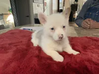 Male 2, a male Pembroke Welsh Corgi for sale in Weatherford, TX – Photo 1 of 5