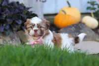 Lucy, a female Shih Tzu for sale in Millersburg, OH – 5 of 7