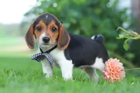 Enzo, a male Beagle for sale in Millersburg, OH – 9 of 10