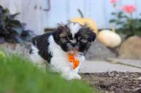 Riley, a male Shih Tzu for sale in Millersburg, OH – 9 of 10