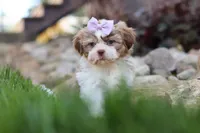 Ember, a female Shih Tzu for sale in Millersburg, OH – 8 of 10