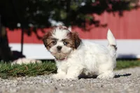Julia, a female Shih Tzu for sale in Millersburg, OH – 3 of 9