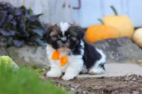 Riley, a male Shih Tzu for sale in Millersburg, OH – 6 of 10
