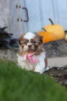 Lucy, a female Shih Tzu for sale in Millersburg, OH – 1 of 7