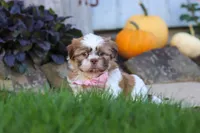 Lucy, a female Shih Tzu for sale in Millersburg, OH – 4 of 7