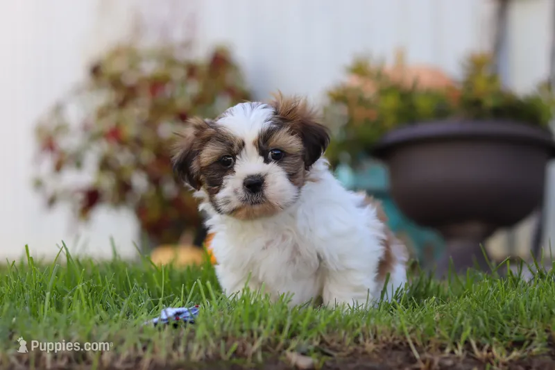 Chase – Shih Tzu puppy for sale in Millersburg, OH