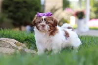 Honey, a female Shih Tzu for sale in Millersburg, OH – 4 of 8