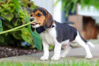Asher, a male Beagle for sale in Millersburg, OH – 5 of 10