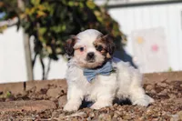 James, a male Shih Tzu for sale in Millersburg, OH – 7 of 8