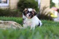 Bohdi, a male Shih Tzu for sale in Millersburg, OH – 4 of 9
