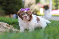 Honey, a female Shih Tzu for sale in Millersburg, OH – 3 of 8
