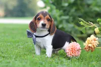 Enzo, a male Beagle for sale in Millersburg, OH – 6 of 10