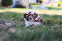 Juniper, a female Shih Tzu for sale in Millersburg, OH – 2 of 10