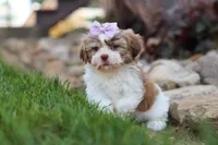 Ember, a female Shih Tzu for sale in Millersburg, OH – 5 of 10