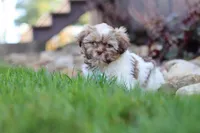 River, a male Shih Tzu for sale in Millersburg, OH – 8 of 10