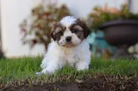 Chase, a male Shih Tzu for sale in Millersburg, OH – 3 of 6